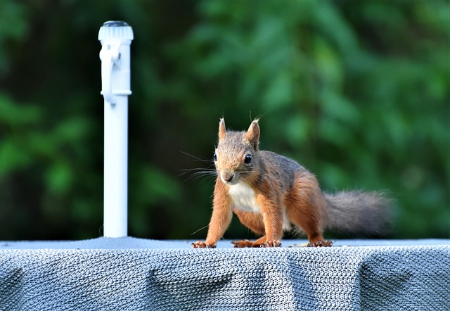 松鼠 橡木猫 啮齿动物 - 上的免费照片