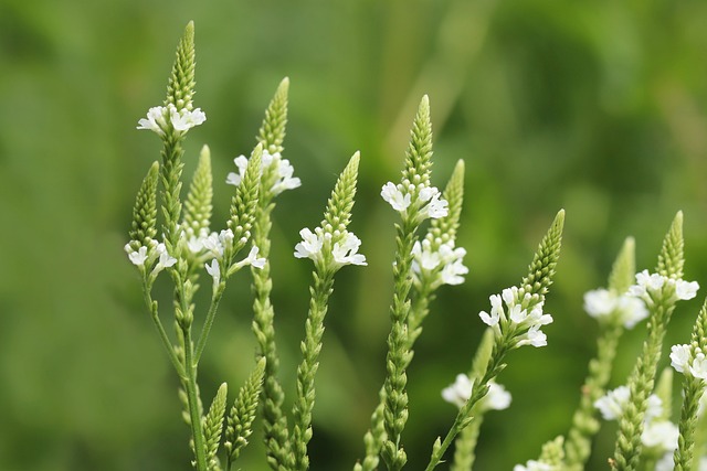 白马鞭草 花朵 植物 - 上的免费照片