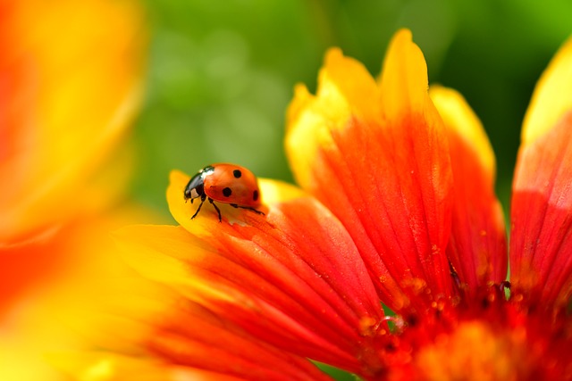 瓢虫 昆虫 瓢虫甲虫 - 上的免费照片