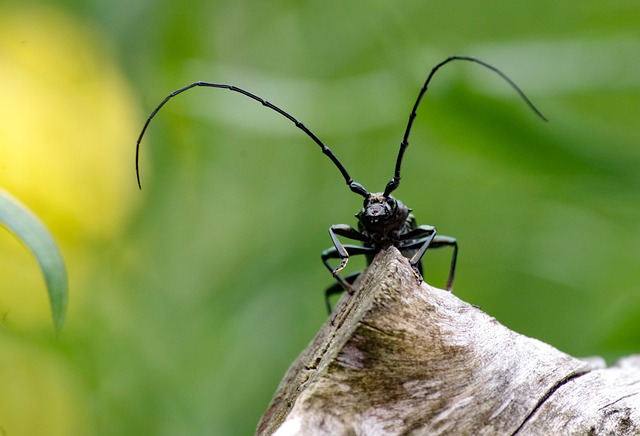 麝香公羊 甲虫 长角甲虫 - 上的免费照片