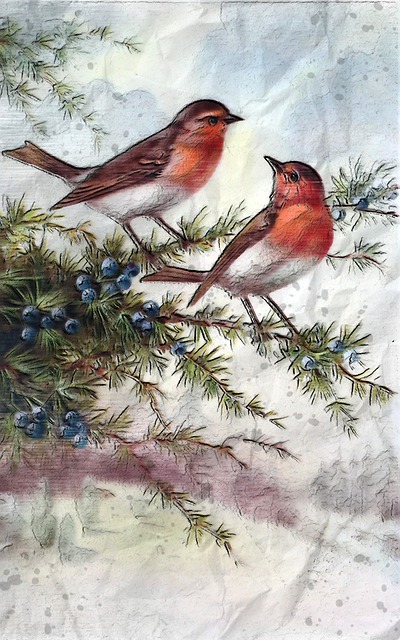 罗宾在一个冬季花园 野生动物 鸟 - 上的免费图片