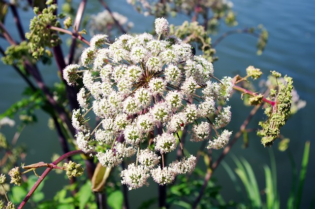 天使般的 伞形的 花 - 上的免费照片