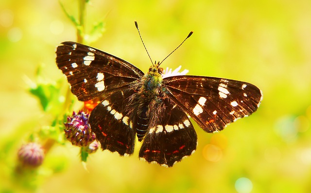 美人鱼Kratkowiec 形式的夏天 蝴蝶的一天 - 上的免费照片