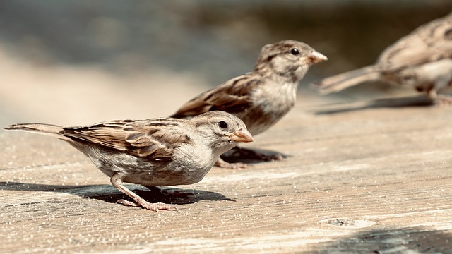 麻雀 斯珀林 鸟类 - 上的免费照片