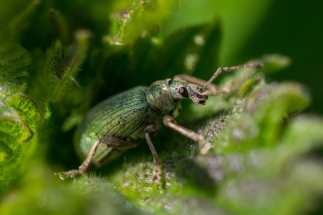 荨麻 象鼻虫 甲虫 - 上的免费照片