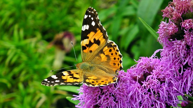 蝴蝶 昆虫 花 Latria - 上的免费照片