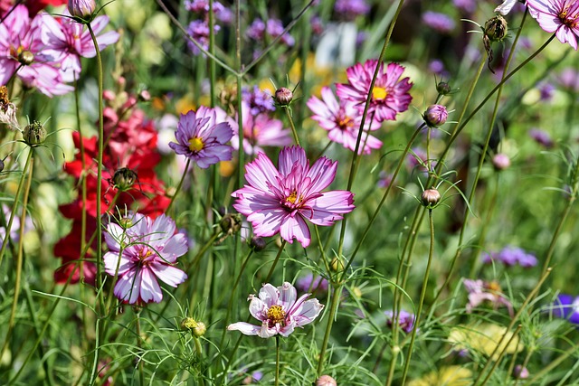 Cosmea 花草甸 花 - 上的免费照片