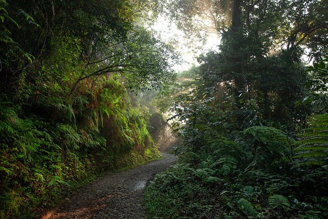 景观 热带雨林 路 - 上的免费照片
