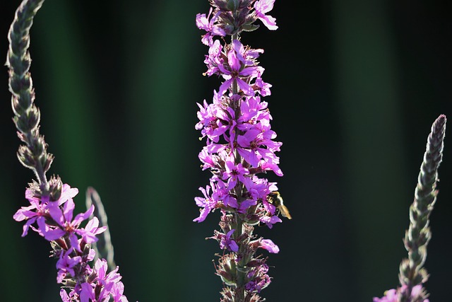红狐狸婆婆纳 维罗妮卡 Spicata 草 - 上的免费照片