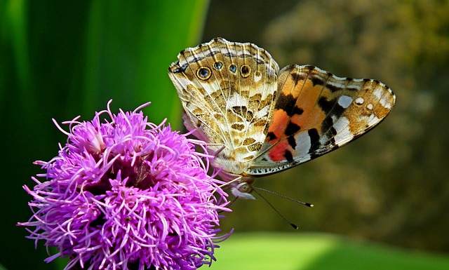 蝴蝶 昆虫 Latria K?osowa - 上的免费照片