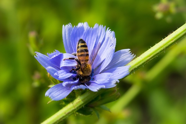 菊苣 蜜蜂 意思是 - 上的免费照片