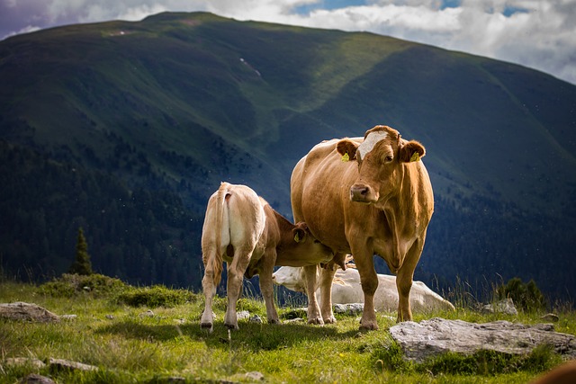 奶牛 小牛 牧场 - 上的免费照片