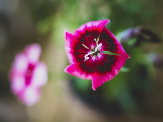 花 特写 花园 - 上的免费照片