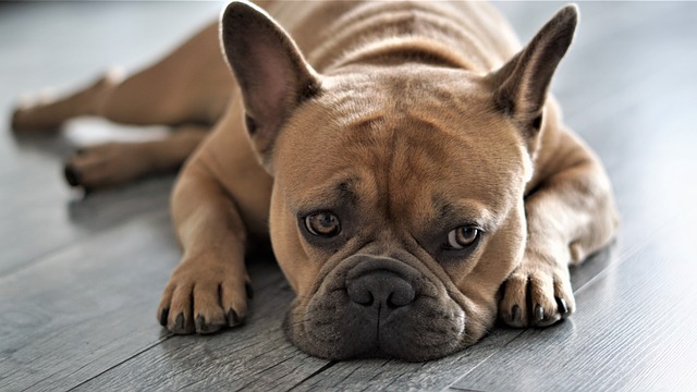 法国斗牛犬 狗 家畜 - 上的免费照片
