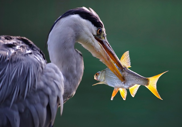 苍鹭 鸟 鱼 - 上的免费照片