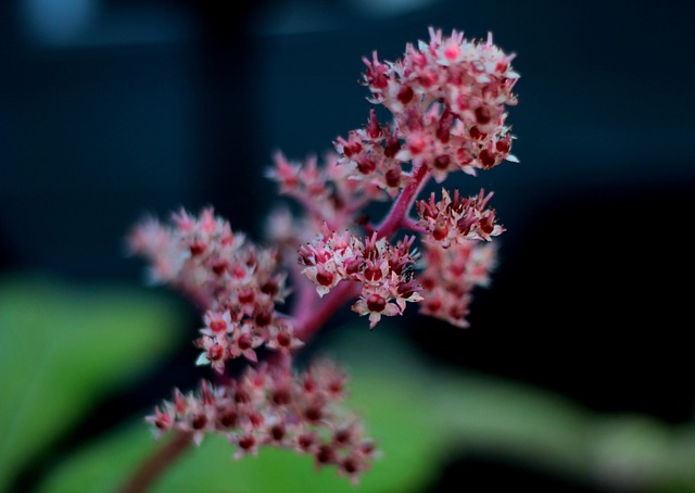 Rodgersia 让我们在晚上 鲜花 - 上的免费照片