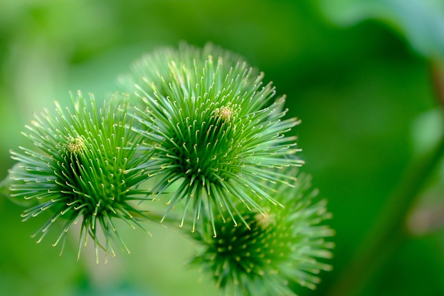 牛蒡 野生植物 自然 - 上的免费照片