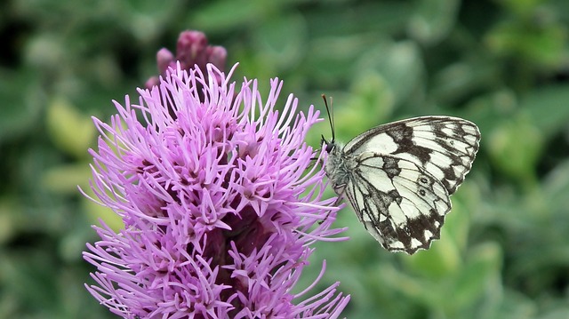 蝴蝶 花 昆虫 - 上的免费照片