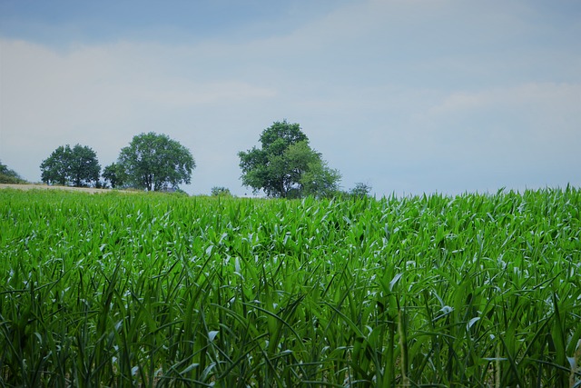 玉米地 一顿饭 鱼片 - 上的免费照片