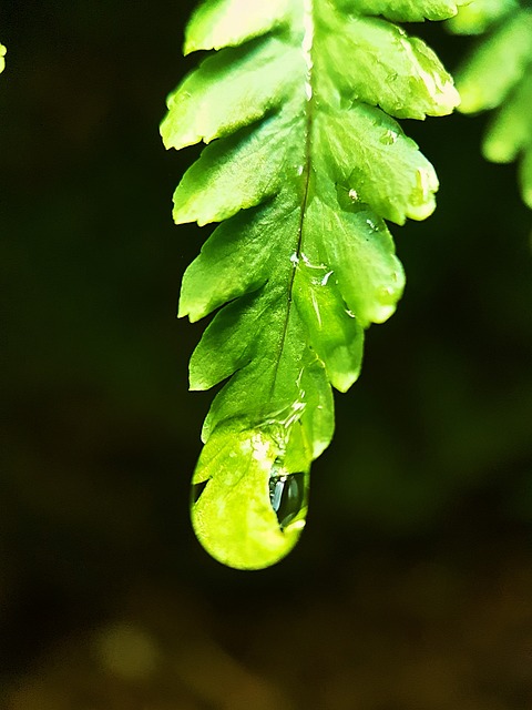 连绵 叶 植物的 - 上的免费照片