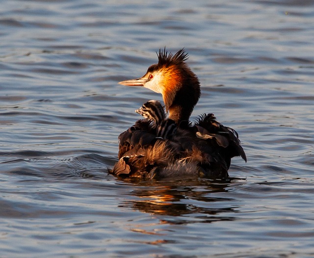 伟大的科鷉 伟大的科鷉小妞 鷉小鸡上回来 - 上的免费照片