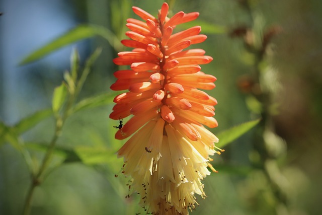 Kniphofia 舍普夫-火炬莉莉 火炬百合 - 上的免费照片