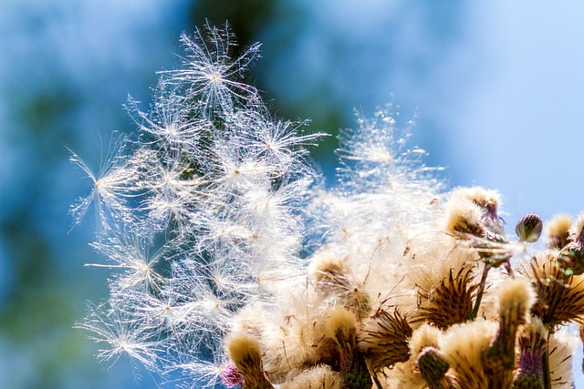 可耕刮迪斯特尔 植物 自然 - 上的免费照片