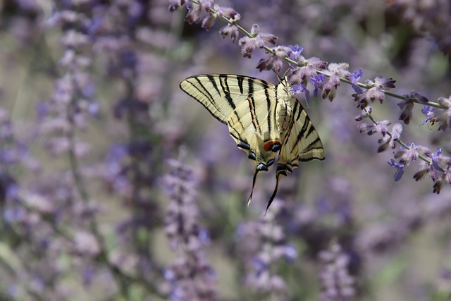 蝴蝶 昆虫 上钩 - 上的免费照片