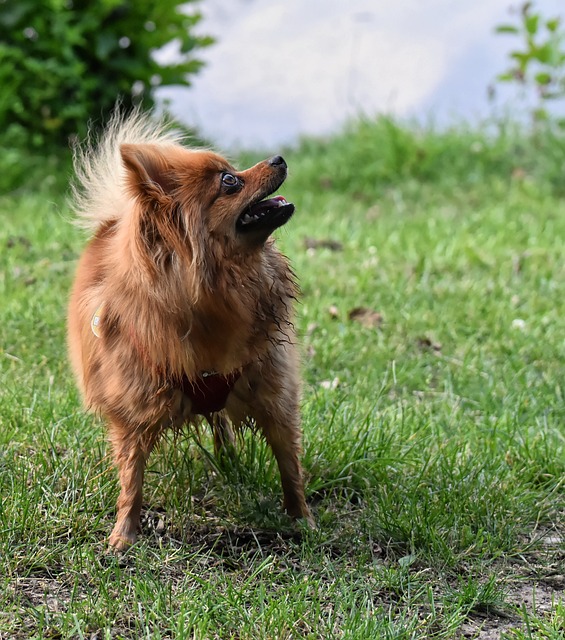 矮人斯皮茨 狗 可爱的 - 上的免费照片