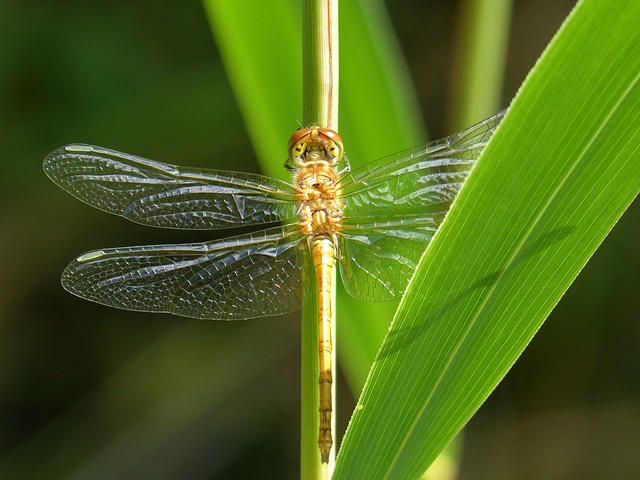 金蜻蜓 Sympetrum Meridionale 干 - 上的免费照片