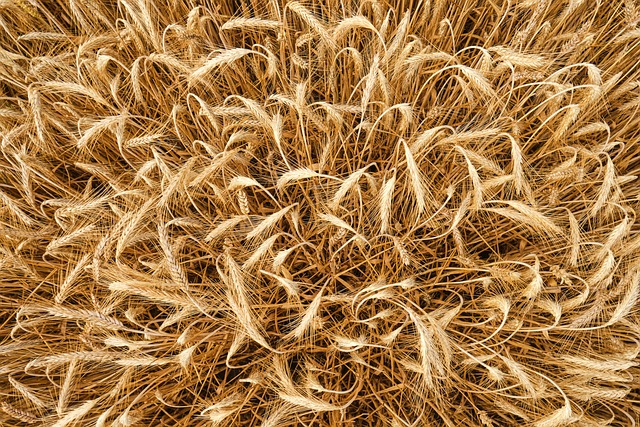 大麦 从上面 粮食 - 上的免费照片