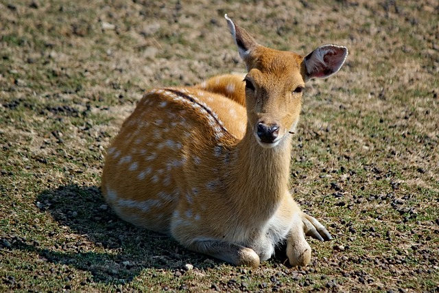 Doe 小鹿 女性 - 上的免费照片