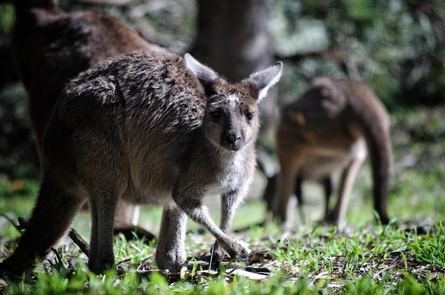 袋鼠 澳大利亚 有袋动物 - 上的免费照片