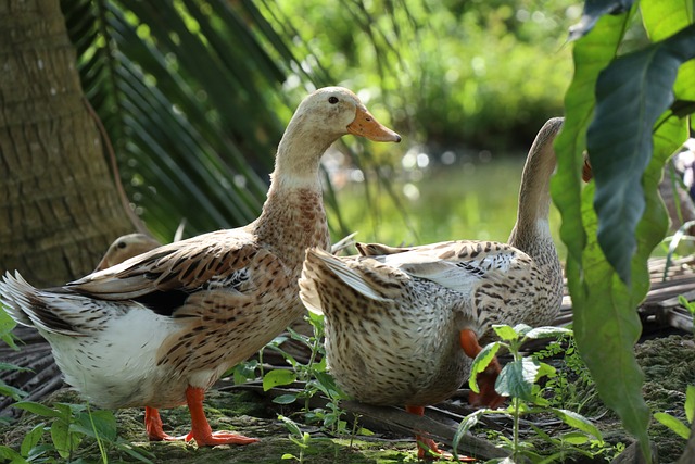 鸭子和水塘 后院 椰子树 - 上的免费照片