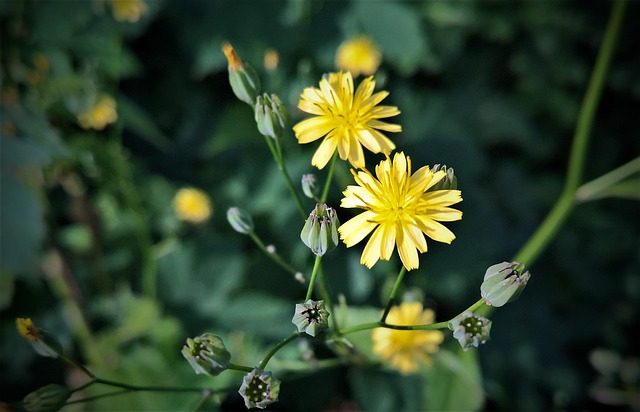 花 野花 鹰草 - 上的免费照片
