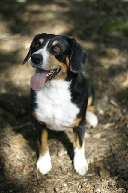狗 Entlebucher 宠物 - 上的免费照片