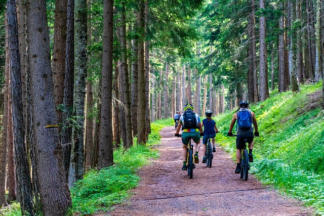 森林 林道 越野自行车 - 上的免费照片