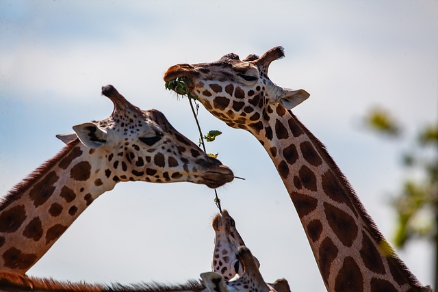 长颈鹿 长颈 角 - 上的免费照片