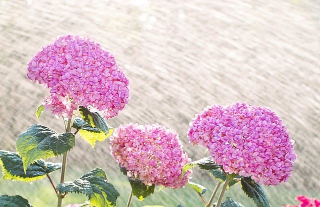 绣球花 浇水 洒 - 上的免费照片