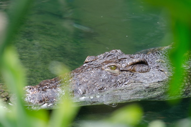 La Ferme Aux Crocodilles 鳄鱼 鳄鱼的农场 - 上的免费照片