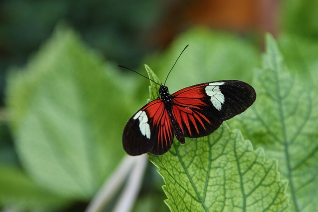 邮递员蝴蝶 Heliconius Melpomene 蝴蝶 - 上的免费照片