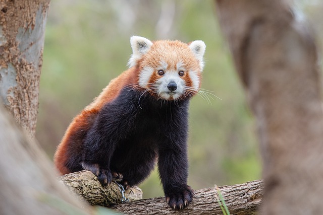 小熊猫 野生动物 动物 - 上的免费照片