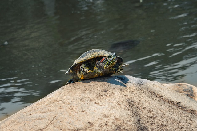 龟 动物 Reptil - 上的免费照片