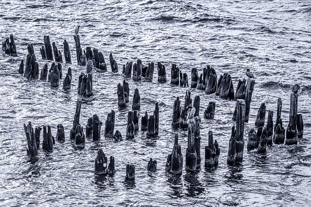 木头 自然 海 - 上的免费照片