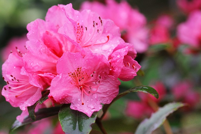 映山红 花朵 开花 - 上的免费照片