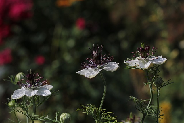 名单'非洲的新娘 Juffertje在'T Groen Bug - 上的免费照片
