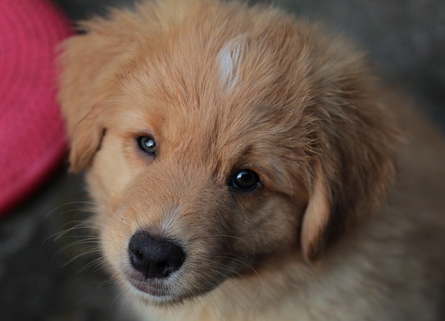 新斯科舍鸭收费猎犬 狗 小狗 - 上的免费照片