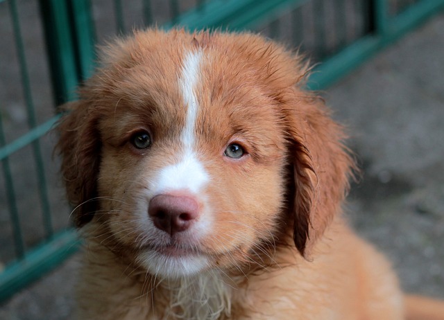 新斯科舍鸭收费猎犬 狗 小狗 - 上的免费照片