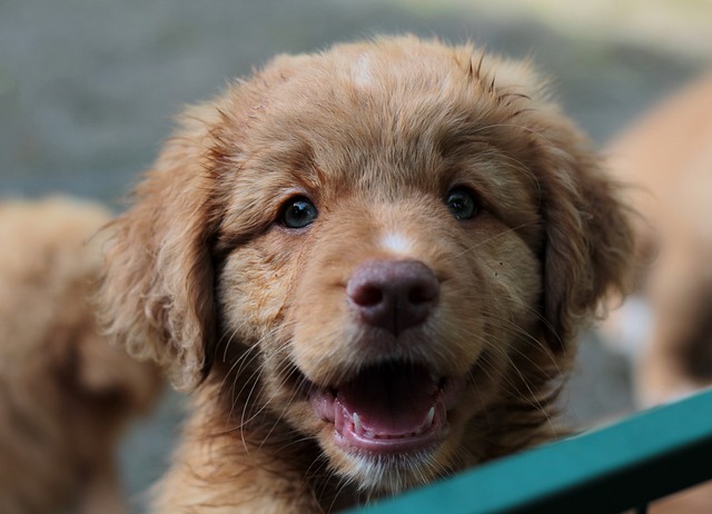 新斯科舍鸭收费猎犬 狗 小狗 - 上的免费照片