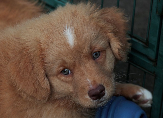 新斯科舍鸭收费猎犬 狗 小狗 - 上的免费照片